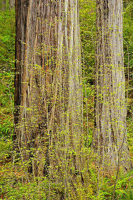 Rhododendron Trail, Prairie Creek Redwoods State Park, California
