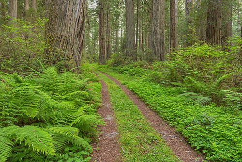 Coastal Trail, Del Norte Coast Redwoods State Park, California