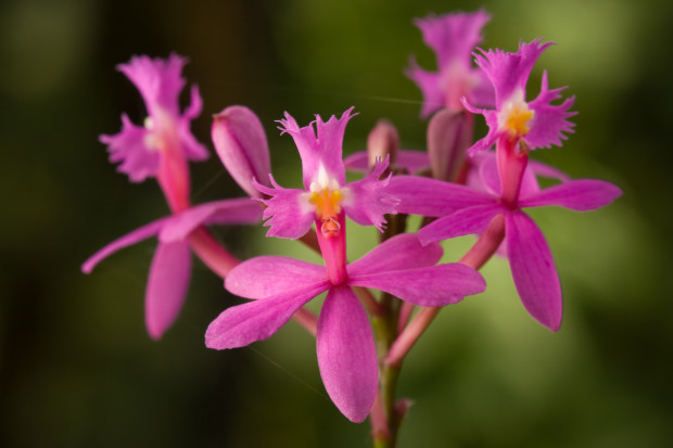 cloud forest orchids
