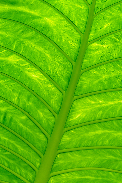 Banana Tree Leaf