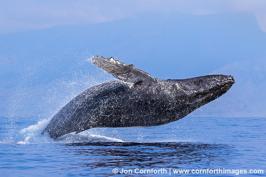 USA, Hawaii, Humpback whale (Megaptera novaeangliae) breach