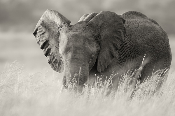 Piper_2_Elephant-Africa-Safari-Blog